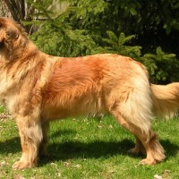 Leonberger breed dog yellow minepuppy