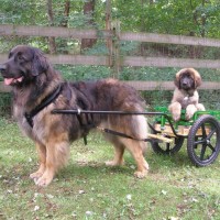 Leonberger breed puppies minepuppy