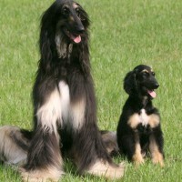 Afghan Hound black and silver puppy