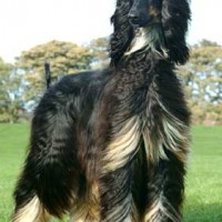 Afghan Hound black and tan minepuppy