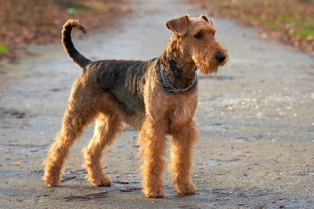 Airedale Terrier breed minepuppy