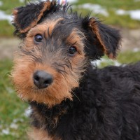 Airedale Terrier black and tan minepuppy