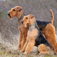 Airedale Terrier female and male minepuppy