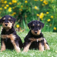 Airedale Terrier breed puppies minepuppy