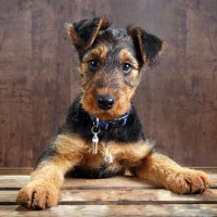 Airedale Terrier puppies minepuppy