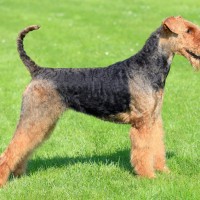 Airedale Terrier minepuppy