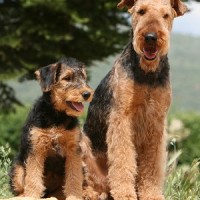 Airedale Terrier puppy and mother minepuppy