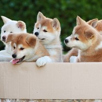 Akita dog puppies minepuppy