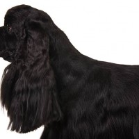 American Cocker Spaniel breed dog black minipuppy