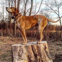 American English Coonhound breed minepuppy