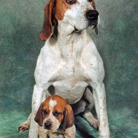 American English Coonhound puppy minepuppy