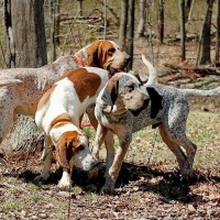 American English Coonhound dogs minepuppy