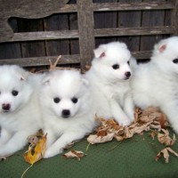 American eskimo dog puppies minepuppy