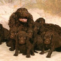Pack of American Water Spaniel minepuppy