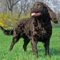 American Water Spaniel dogs minepuppy