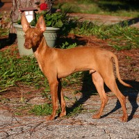Andalusian Hound brown minepuppy