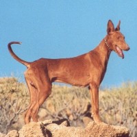 Andalusian Hound large minepuppy
