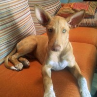 Andalusian Hound puppy minepuppy
