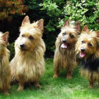 Australian Terrier dogs minepuppy