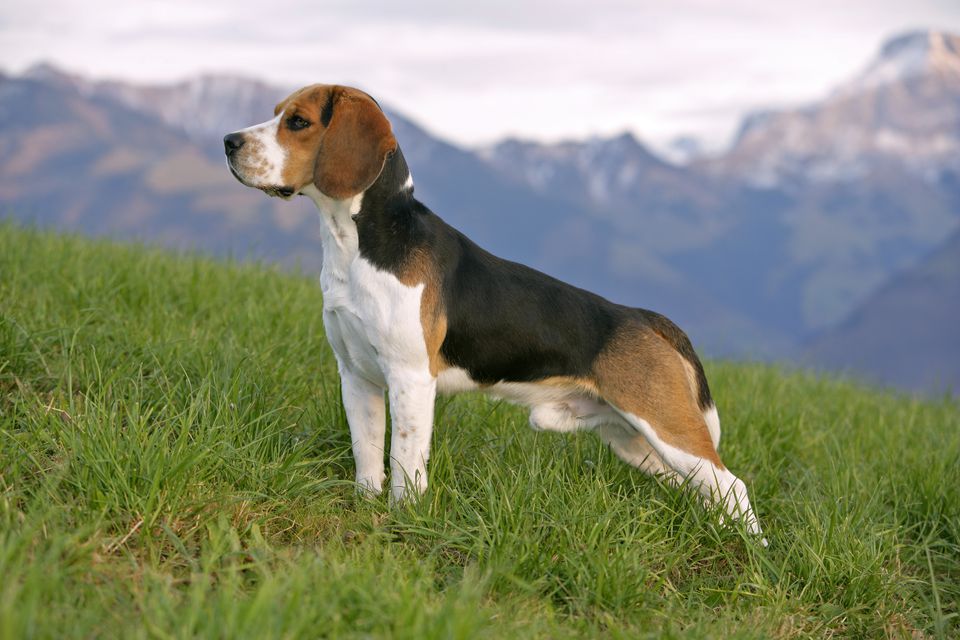 Beagle minepuppy