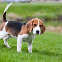Beagle breed minepuppy