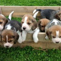 Beagle puppies minepuppy