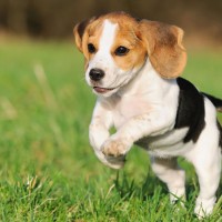 Beagle puppy minepuppy