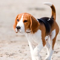 Beagle dog breed minepuppy