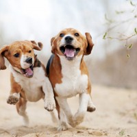 Beagle dogs  minepuppy