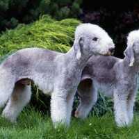 Bedlington Terrier blue tan dogs minepuppy