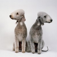 Bedlington Terrier dogs minepuppy