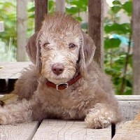 Bedlington Terrier liver minepuppy