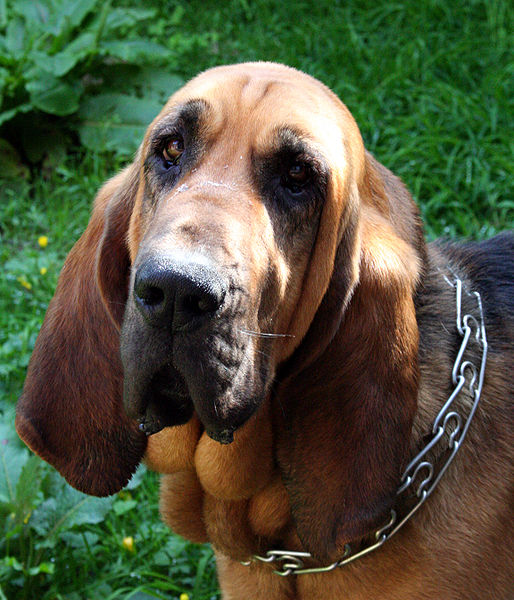 Bloodhound minepuppy