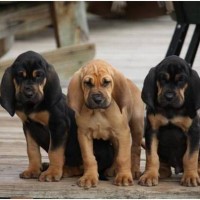 Bloodhound puppies coat variation minepuppy