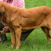 Bloodhound red minepuppy