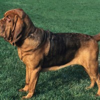 Bloodhound dog minepuppy