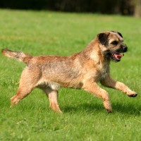 Border terrier breed dog red mini puppy