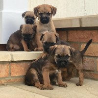 Border terrier breed mini puppies