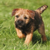 Border terrier breed mini puppy