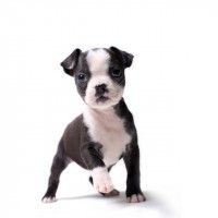 Boston terrier breed black and white mini puppy