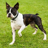 Boston terrier breed black brindle and white dog mini puppy