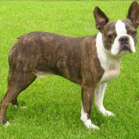 Boston terrier breed brindle and white dog mini puppy