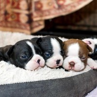 Boston terrier breed mini puppies