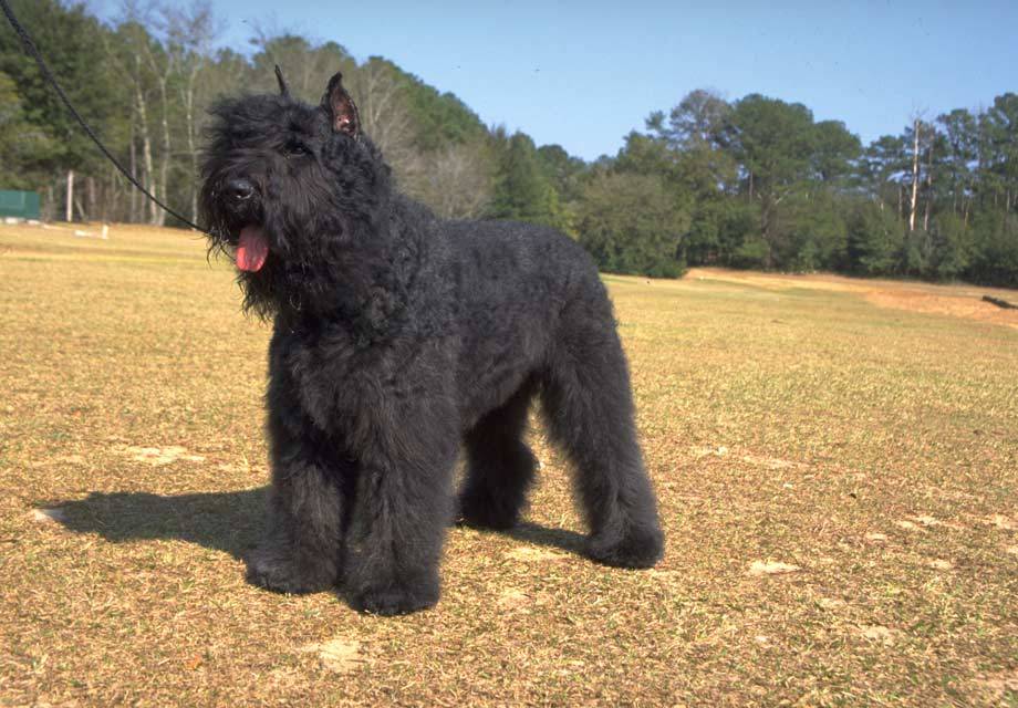 Bouvier des Flandres breed dog black minepuppy