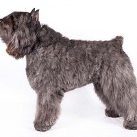 Bouvier des Flandres breed dog Brindle minepuppy