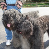 Bouvier des Flandres breed dog Gray Brindle minepuppy