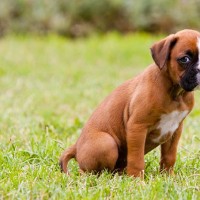 Boxer breed puppy minepuppy