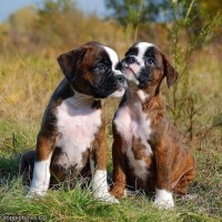 Boxer puppies breed minepuppy