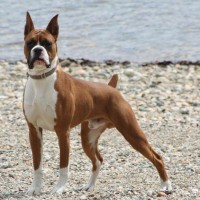 Boxer breed dog minepuppy