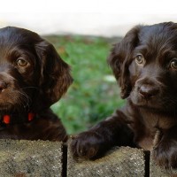 Boykin Spaniel breed puppies minepuppy